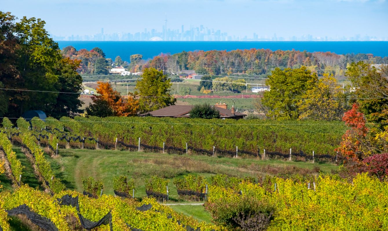 Niagara Wine Region: The Essence of St. Catharines’ Celebrated Culture