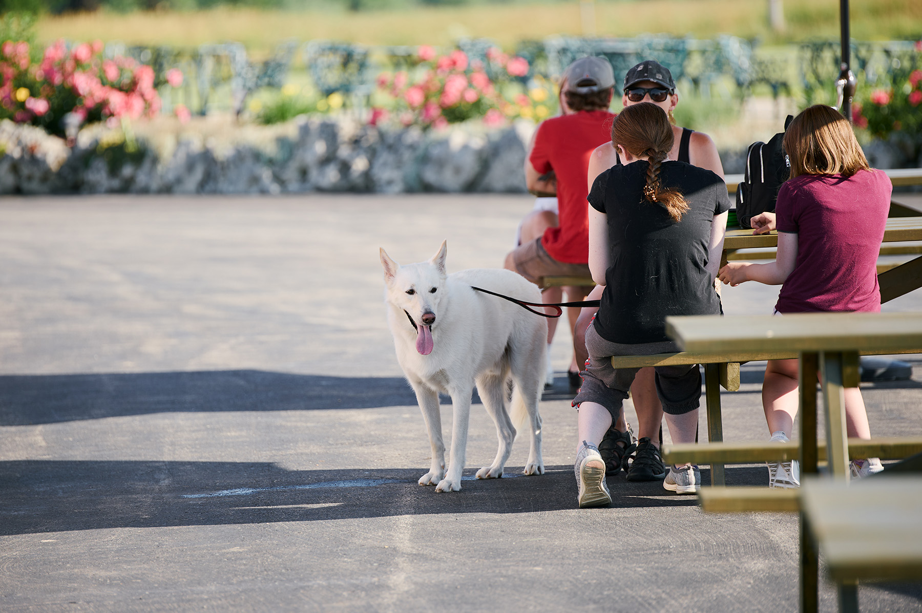 Experience the joy of outdoor dining with your furry friend at one of St. Catharines's welcoming pet-friendly patios.