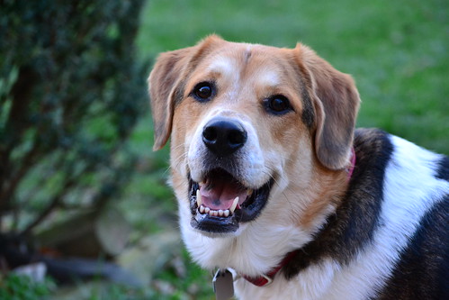 Dining with Your Dog: A Guide to St. Catharines and Niagara’s Pet-Friendly Patios