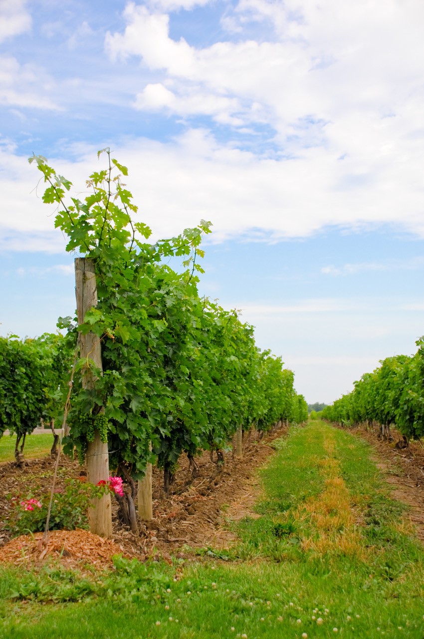 Discover the vibrant life and leisure in Niagara Wine Country, where summer blooms with adventure.