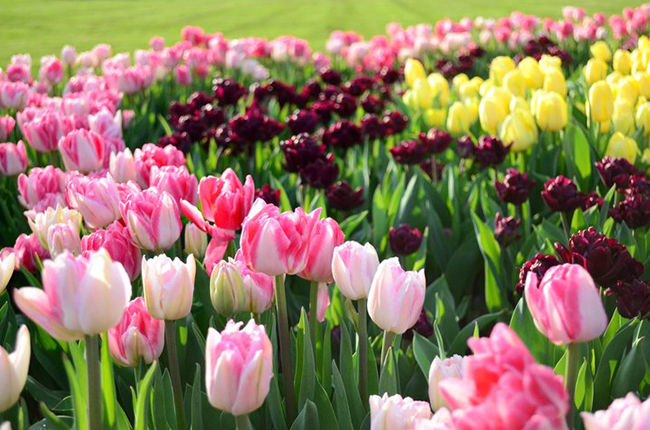 Explore the vibrant blooms at Niagara's premiere tulip farms | Courtesy of loveSTC - Tourism St. Catharines.