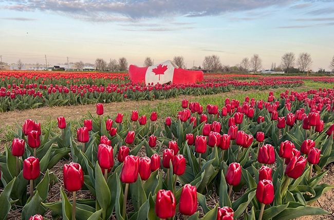 Experience the inaugural tulip festival at Roadside Flower Market.